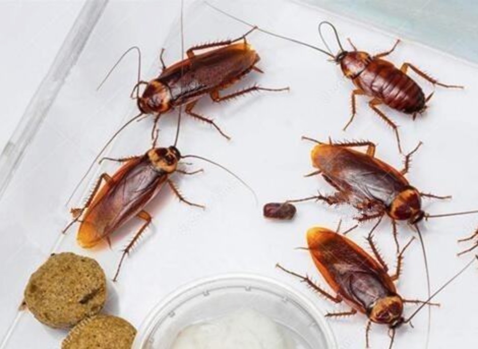 家里的蟑螂怎么才能彻底消灭？