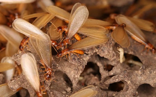消灭白蚁的5种有效方法