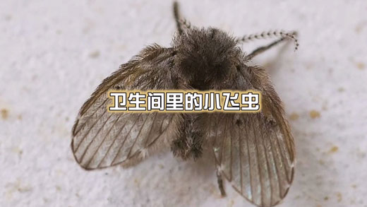 卫生间的蛾蚋可以直接用手拍死吗？