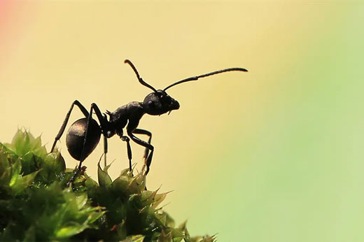 杀虫公司是如何消灭蚂蚁的？